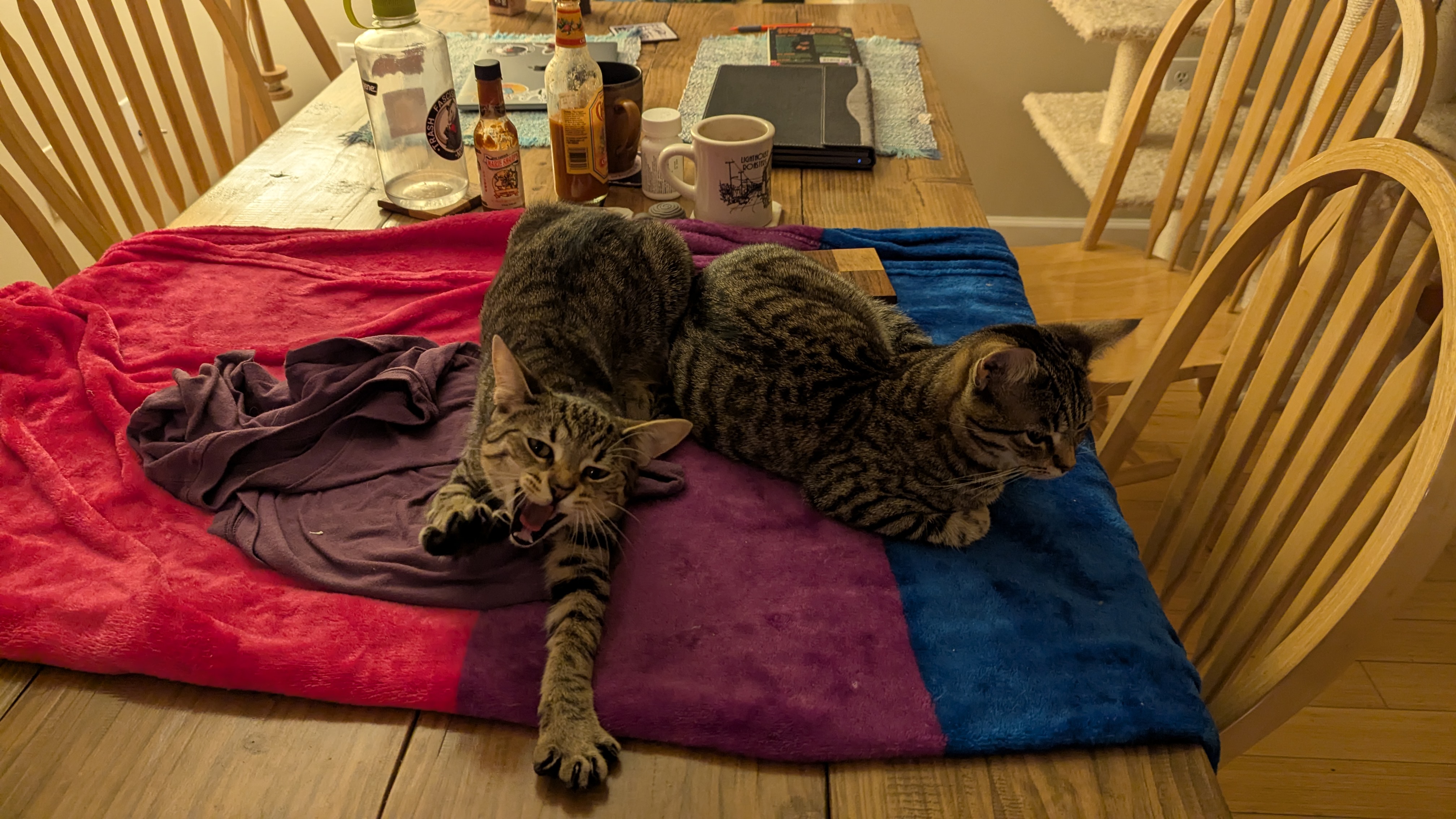 Two grey cats (Sophie and Artie) lying on top a bisexual flag blanket on my dining table. The cat on the left is mid-stretch, reaching out toward the camera.